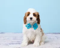 Cookie, a male Cavapoo and Poodle - Toy  for sale in Los Angeles, CA – 1 of 5