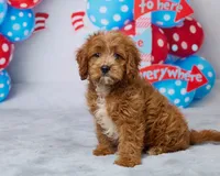 Daisy, a female Cavapoo for sale in Los Angeles, CA – 4 of 5