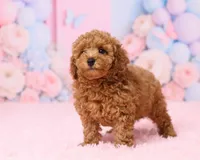Bingo, a male Poodle - Toy  for sale in Los Angeles, CA – 3 of 5