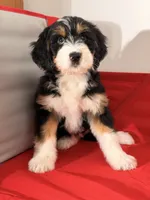 Winnie, a female Bernedoodle for sale in Los Angeles, CA – 5 of 5