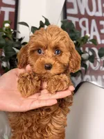 Jamie, a female Cavapoo and Poodle - Toy  for sale in Los Angeles, CA – 5 of 10