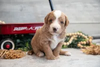 Cooper, a male Goldendoodle and Poodle - Toy  for sale in Los Angeles, CA – 2 of 3