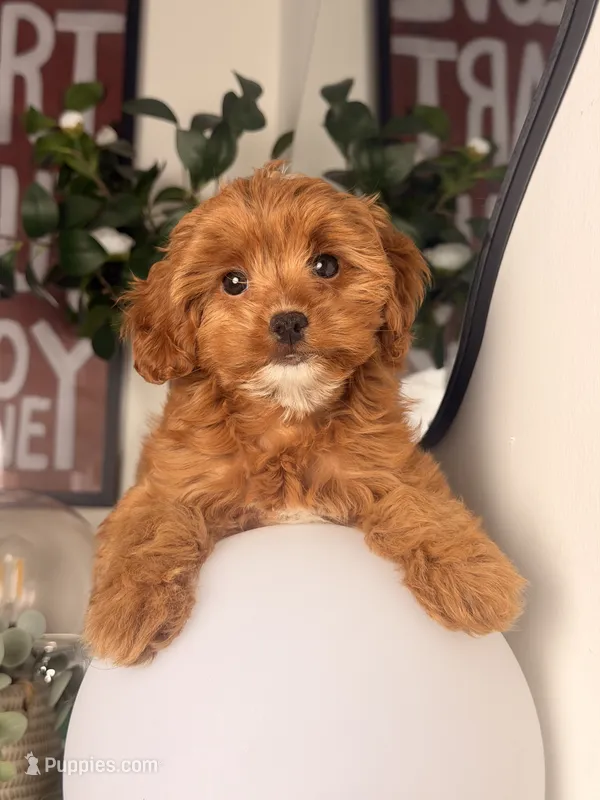 Toy size - Twinkle – Cavapoo, Poodle - Toy  puppy for sale in Los Angeles, CA