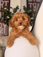 Toy size - Twinkle, a female Cavapoo and Poodle - Toy  for sale in Los Angeles, CA – 1 of 5