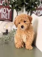 Archie, a male Poodle - Toy  for sale in Los Angeles, CA – 7 of 10