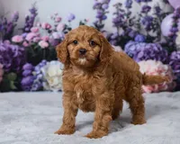 Ollie, a male Cavapoo for sale in Los Angeles, CA – 2 of 4