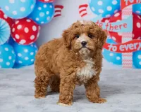 Rosie, a female Cavapoo for sale in Los Angeles, CA – 2 of 3