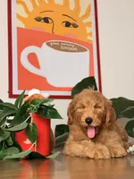 Benji - F1, a male Goldendoodle and Miniature Goldendoodle for sale in Los Angeles, CA – 8 of 9