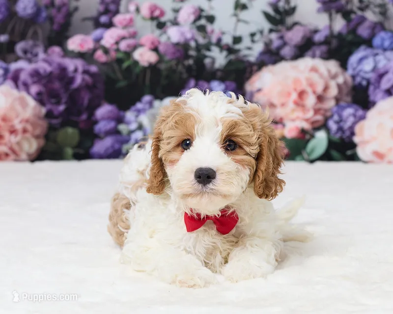 Mr. Big – Cavapoo puppy for sale in Los Angeles, CA