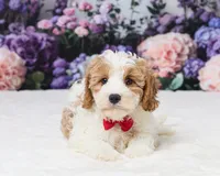 Mr. Big, a male Cavapoo for sale in Los Angeles, CA – 1 of 3