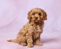 Arlo, a male Cavapoo and Poodle - Toy  for sale in Los Angeles, CA – 3 of 3