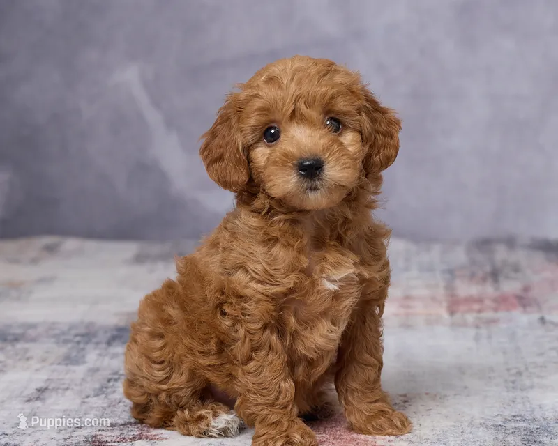 Minnie – Poodle - Toy , Miniature Goldendoodle puppy for sale in Los Angeles, CA