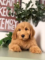 Bo, a male Goldendoodle for sale in Los Angeles, CA – 4 of 8