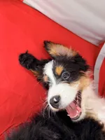 Ember, a female Bernedoodle for sale in Los Angeles, CA – 7 of 7