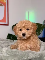 Archie, a male Poodle - Toy  for sale in Los Angeles, CA – 8 of 10