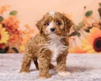 Peanut, a male Cavapoo and Poodle - Toy  for sale in Los Angeles, CA – 2 of 4