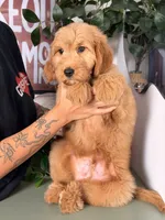 Bo, a male Goldendoodle for sale in Los Angeles, CA – 3 of 8