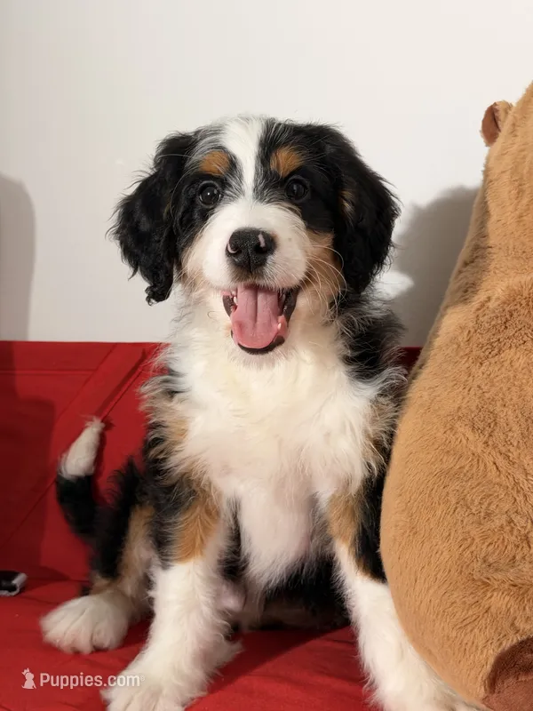 Ember – Bernedoodle puppy for sale in Los Angeles, CA