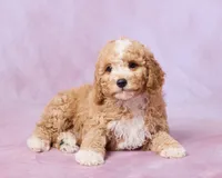 Teddy, a male Cavapoo and Poodle - Toy  for sale in Los Angeles, CA – 2 of 4