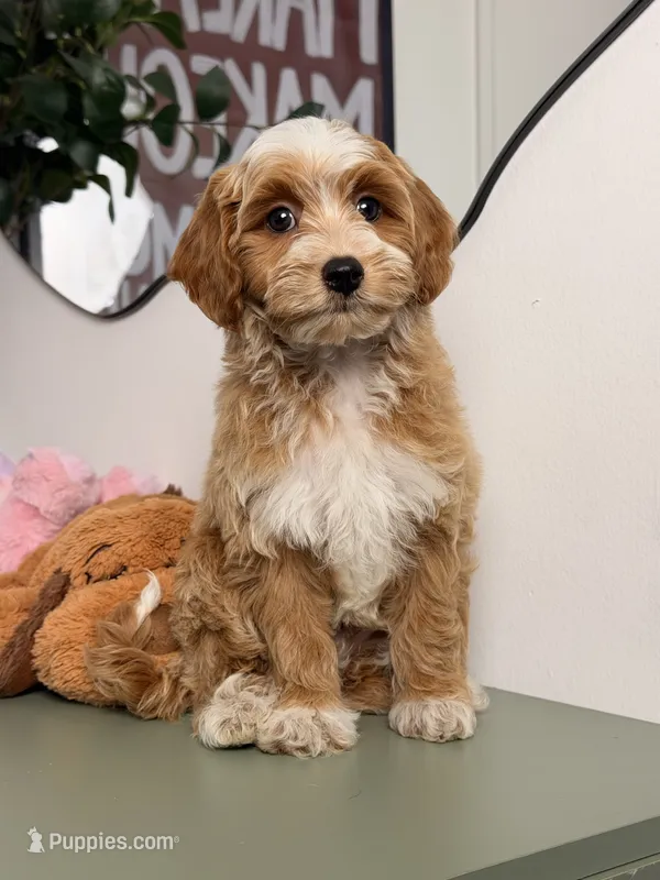 Maple – Cavapoo, Poodle - Toy  puppy for sale in Los Angeles, CA