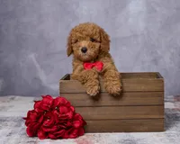 Bear, a male Poodle - Toy  and Miniature Goldendoodle for sale in Los Angeles, CA – 2 of 5