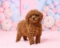 Bluey, a male Poodle - Toy  for sale in Los Angeles, CA – 4 of 4