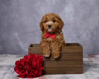 Winston, a male Poodle - Toy  and Miniature Goldendoodle for sale in Los Angeles, CA – 2 of 5