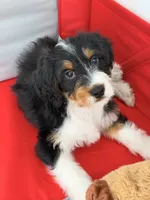 Junie, a female Miniature Bernedoodle for sale in Los Angeles, CA – 3 of 6