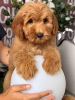 Bella - F1, a female Goldendoodle and Miniature Goldendoodle for sale in Los Angeles, CA – 6 of 10