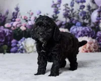 Zorro, a male Cavapoo and Poodle - Toy  for sale in Los Angeles, CA – 2 of 4