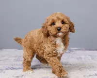 Jude, a male Cavapoo and Poodle - Toy  for sale in Los Angeles, CA – 5 of 5