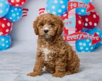 Millie, a female Cavapoo for sale in Los Angeles, CA – 4 of 4