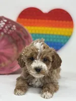 Mini - Delilah, a female Goldendoodle for sale in Los Angeles, CA – Photo 4 of 4