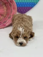 Mini - Delilah, a female Goldendoodle for sale in Los Angeles, CA – Photo 3 of 4