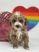 Mini - Delilah, a female Goldendoodle for sale in Los Angeles, CA – Photo 2 of 4