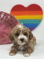 Mini - Delilah, a female Goldendoodle for sale in Los Angeles, CA – Photo 1 of 4