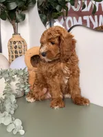Winston, a male Poodle - Toy  and Miniature Goldendoodle for sale in Los Angeles, CA – 8 of 8