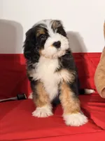Mallows, a female Miniature Bernedoodle for sale in Los Angeles, CA – 5 of 7