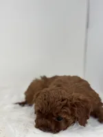 Mini - Grant, a male Goldendoodle for sale in Los Angeles, CA – Photo 3 of 5