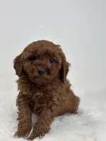 Mini - Grant, a male Goldendoodle for sale in Los Angeles, CA – Photo 5 of 5