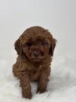 Mini - Grant, a male Goldendoodle for sale in Los Angeles, CA – Photo 1 of 5