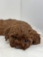 Mini - Grant, a male Goldendoodle for sale in Los Angeles, CA – Photo 2 of 5