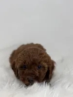 Mini - Grant, a male Goldendoodle for sale in Los Angeles, CA – Photo 4 of 5