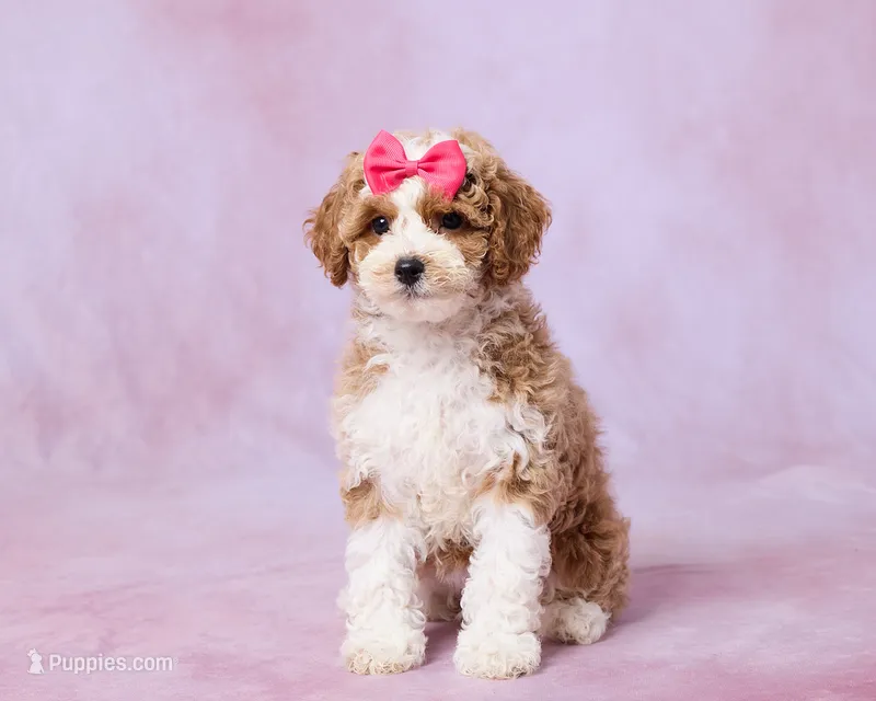 Autumn – Cavapoo, Poodle - Toy  puppy for sale in Los Angeles, CA