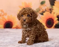 Kona, a male Poodle - Toy  for sale in Los Angeles, CA – 3 of 4