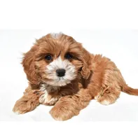 Joy, a female Cavapoo for sale in Los Angeles, CA – 2 of 4