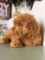 Julia, a female Cavapoo and Poodle - Toy  for sale in Los Angeles, CA – 2 of 9