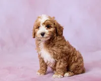 Amber, a female Cavapoo and Poodle - Toy  for sale in Los Angeles, CA – 2 of 3