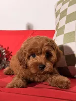 Candy, a female Cavapoo and Poodle - Toy  for sale in Los Angeles, CA – 1 of 5