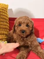 Teddy, a male Miniature Goldendoodle for sale in Los Angeles, CA – Photo 1 of 5